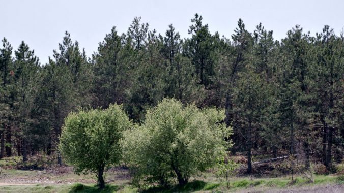 Farm Mahal Çiftliğinde Bir Gün – Ağaçlarımıza Bakım Yapıyoruz.