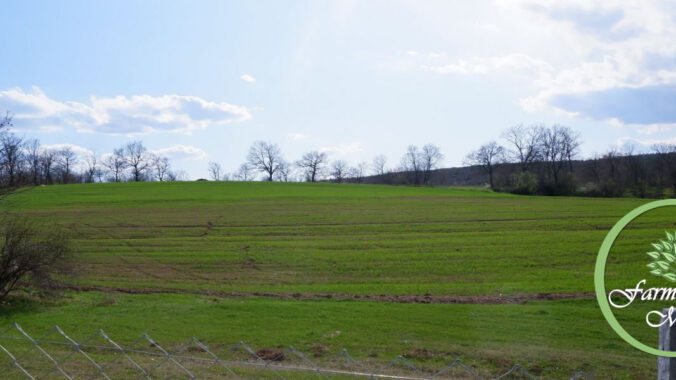 Tarlamıza Gittik Doğayı, Yeşilliği Sizlerle Paylaşalım İstedik.
