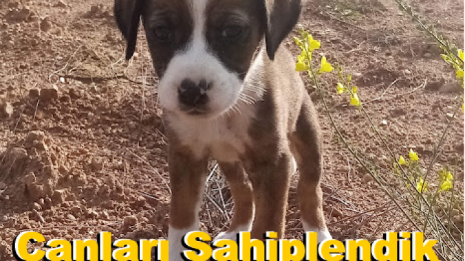 Oscha – Whisky – Serious – Black Yavru Köpeklerimiz Canlarımız