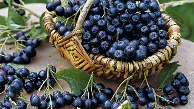 Aronya Nedir? Aronya Meyvesi Faydaları ve Kullanım Alanları