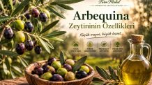 Arbequina Zeytininin Özellikleri