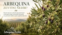 Arbequina Zeytini