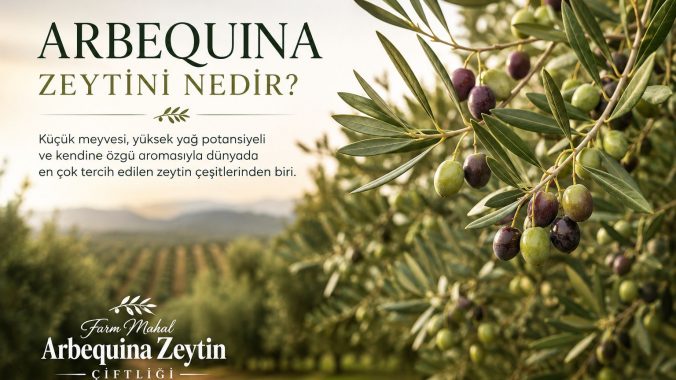 Arbequina Zeytini